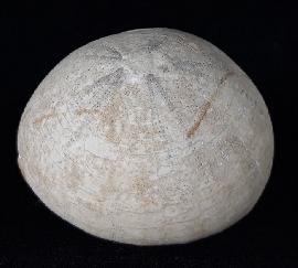 Echinocorys humilis LAMBERT 1903 - Bild © FossNet FossilienStore
